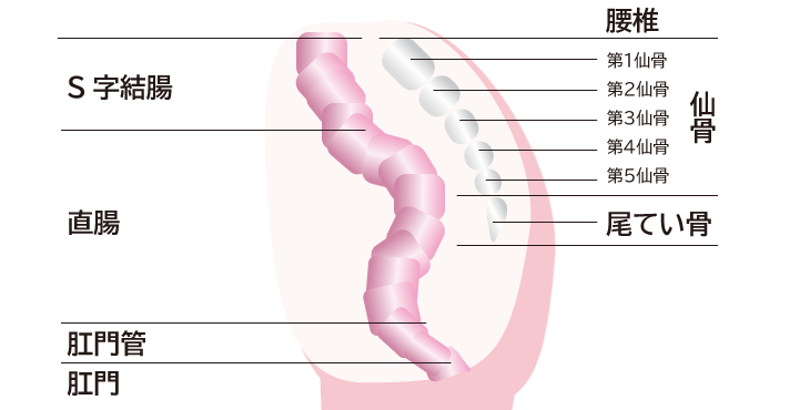 図：直腸周辺の骨盤内臓器
