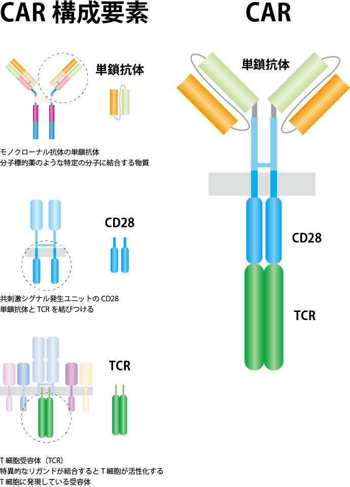 CAR-T細胞の構造