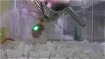 メトロノミック光線力学療法で治療中のマウス