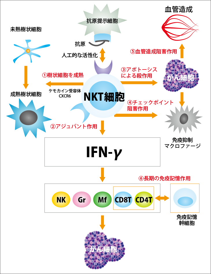 NKT細胞の活性化経路と機能
