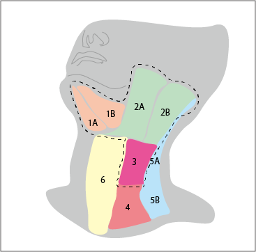 頸部リンパ節レベル分類