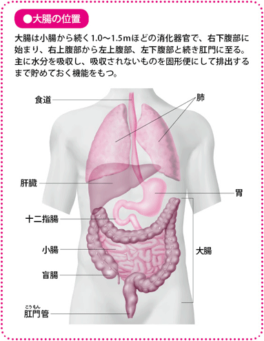大腸の位置