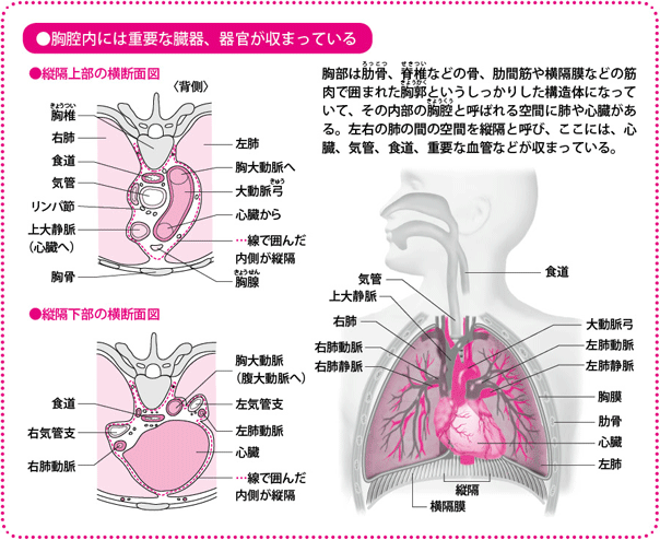胸腔内には重要な臓器、器官が収まっている