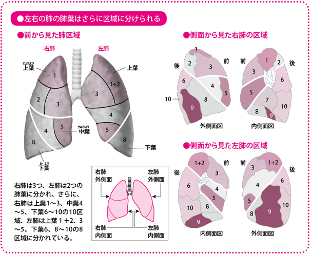 左右の肺の肺葉はさらに区域に分けられる