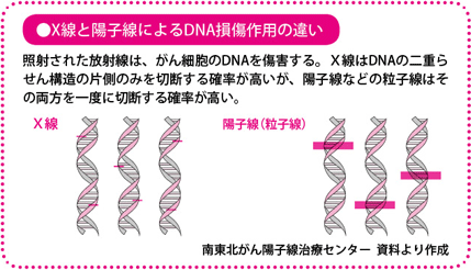 X線と陽子線によるDNA損傷作用の違い