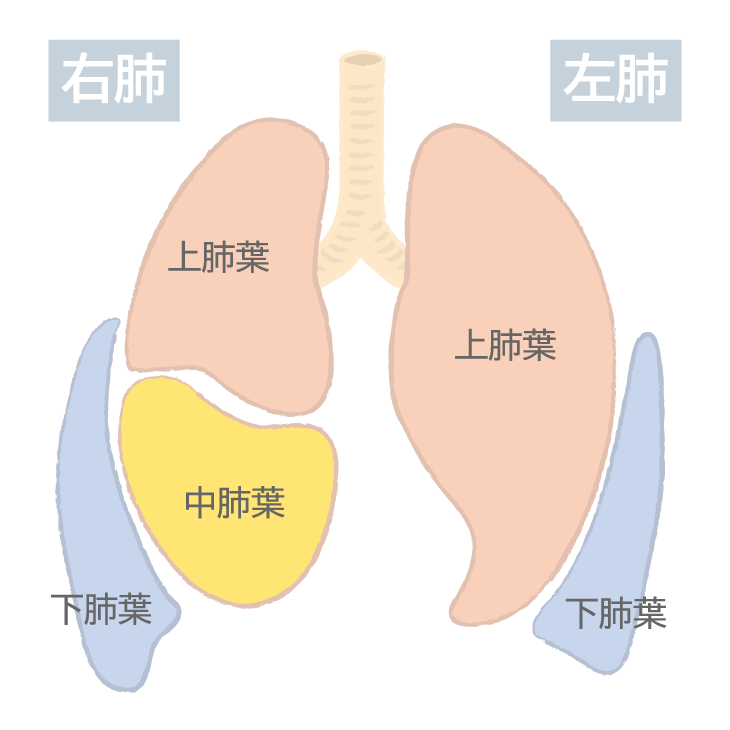 肺の構造