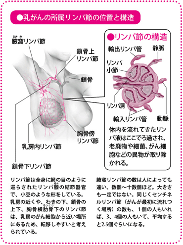 乳がんの所属リンパ節の位置と構造