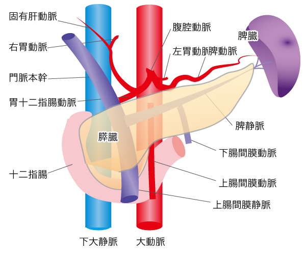 膵臓の周辺臓器