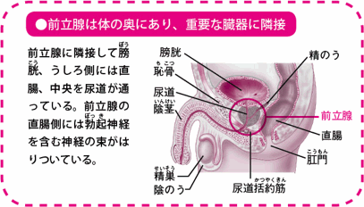 前立腺は体の奥にあり、重要な臓器に隣接